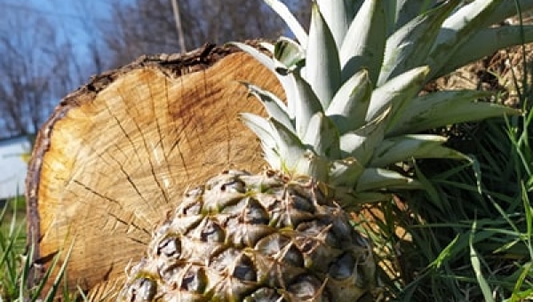 ANANAS TOP MODEL!!  #zostanwdomu